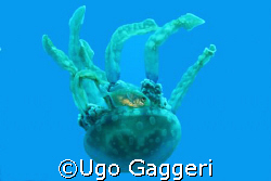 Jellyfish from Gato Island (Malapascua). by Ugo Gaggeri 